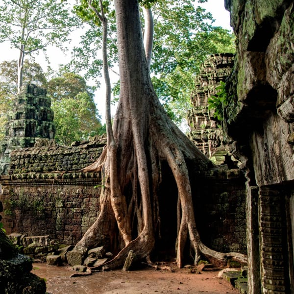 Ta Prohm - ancient asian ruins
