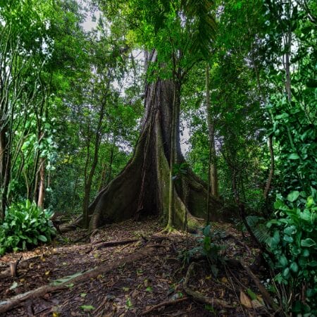 400 year old ceiba tree, Arenal Volcano National Park