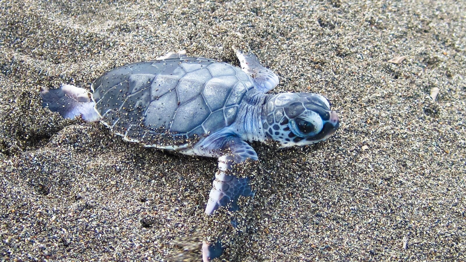 A Baby Green Sea Turtle (Chelonia Mydas) Crawling towards the Ocean on Tortuguero National Park