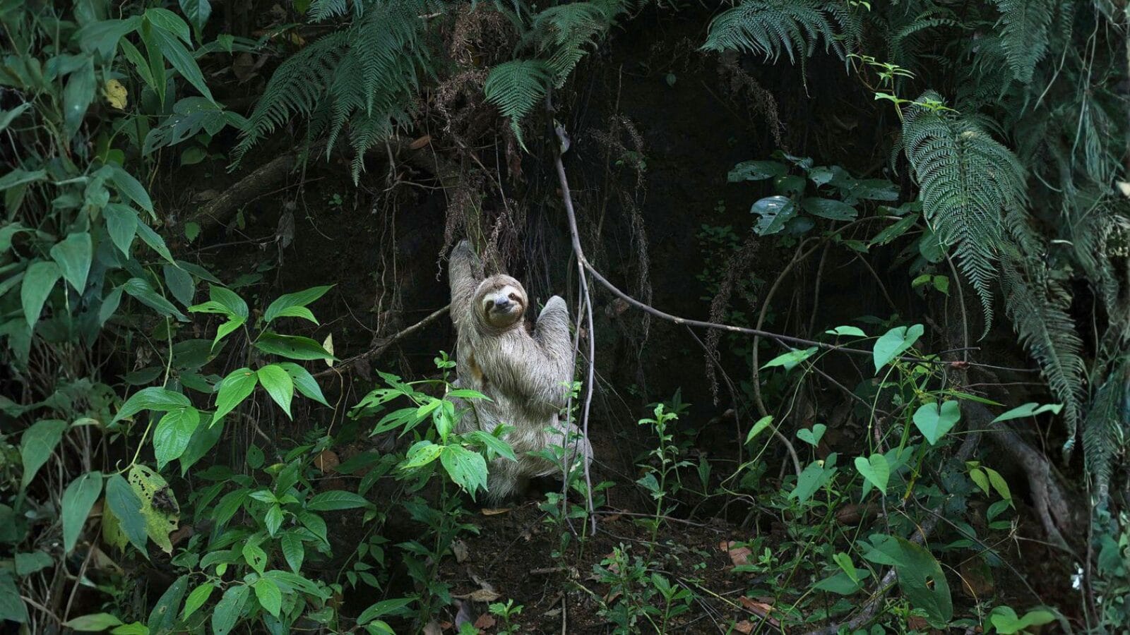 A sloth in Manuel Antonio National Park