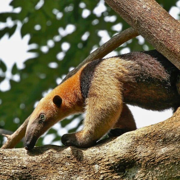 Anteater