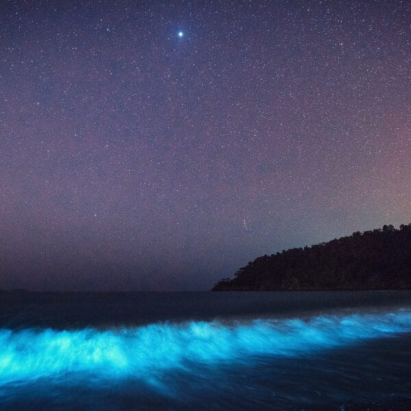 Bioluminescent ocean