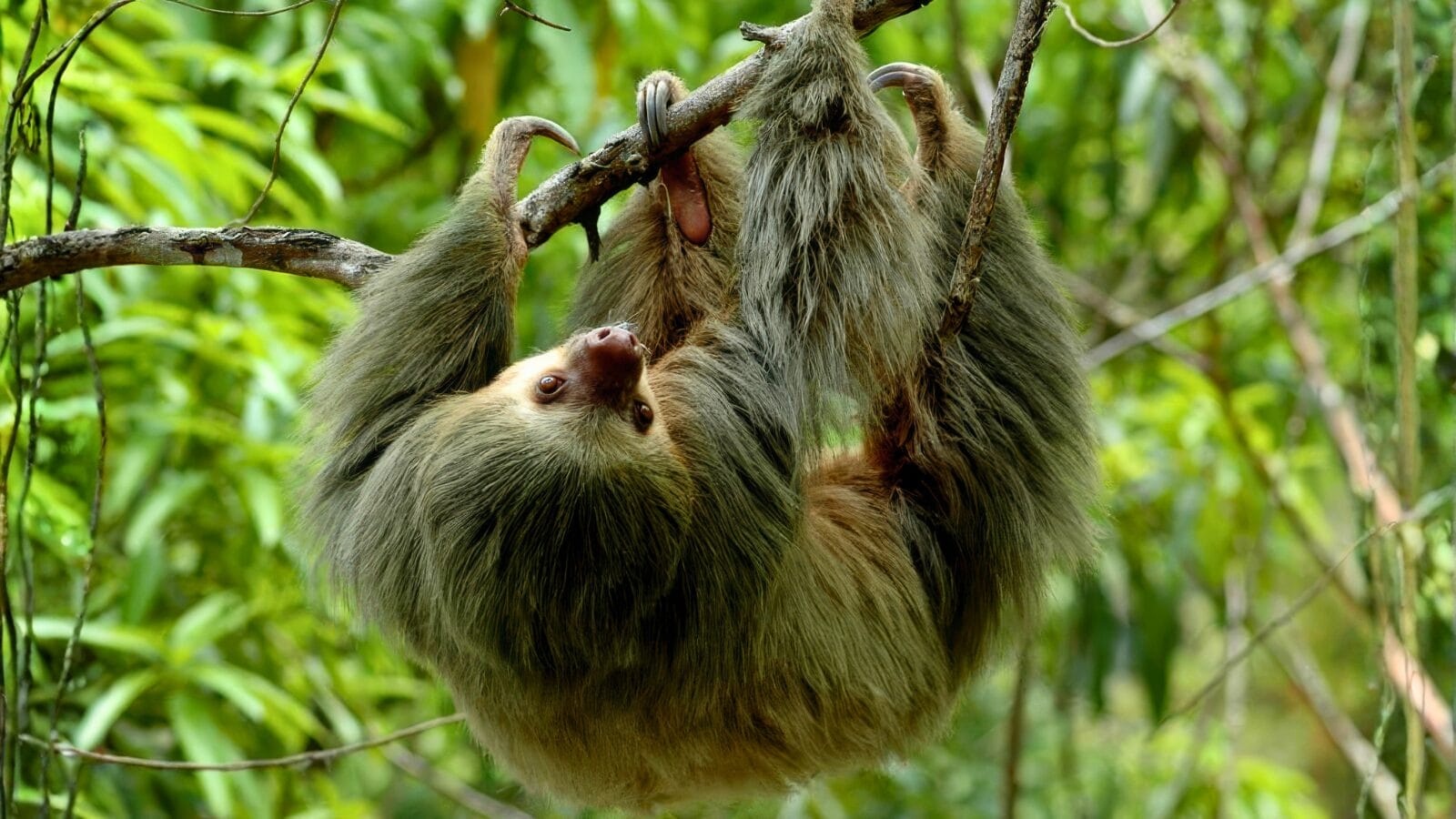 Costa Rican sloth, Tortuguero National Park