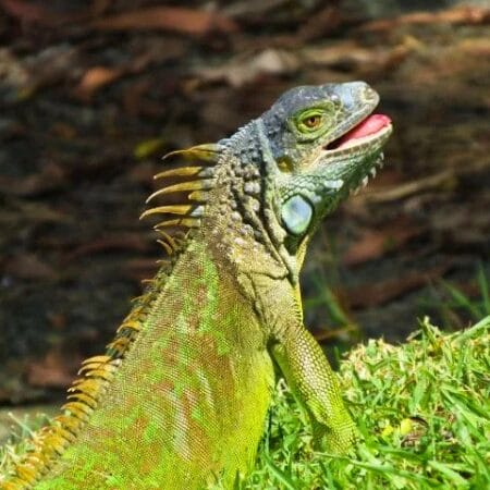 Iguana
