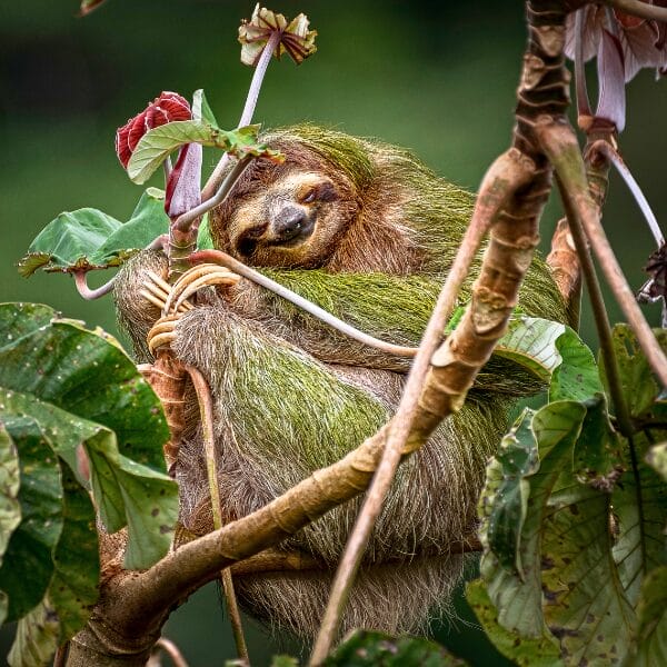 Sloth