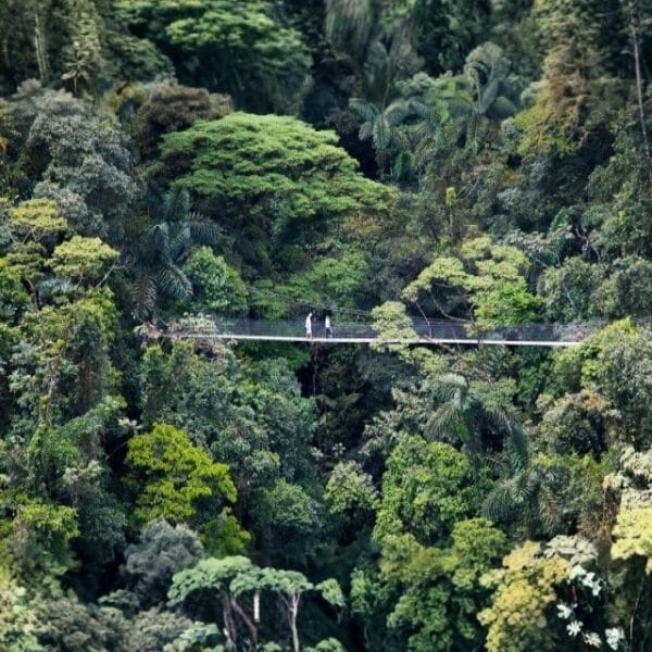 The Arenal Hanging Bridges