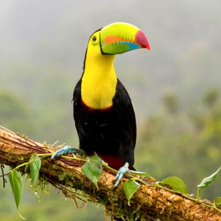 Toucan costa rica