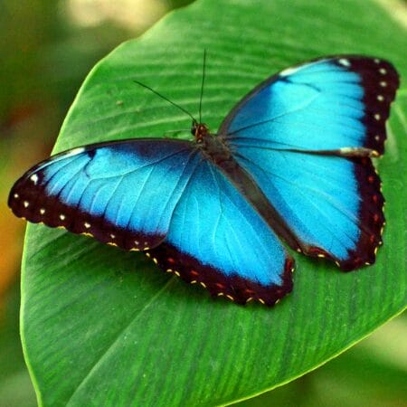 blue morpho