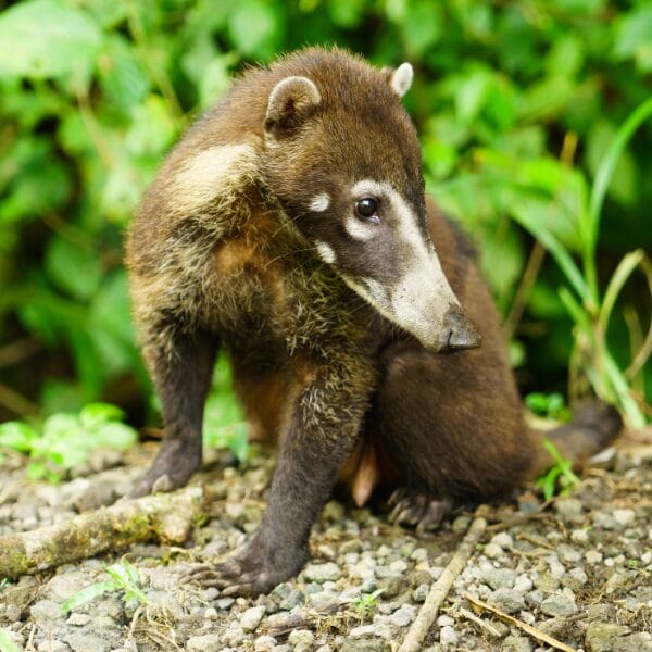 coatis