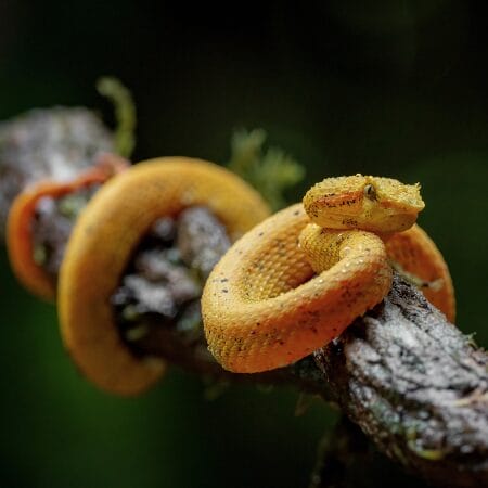 eyelash viper