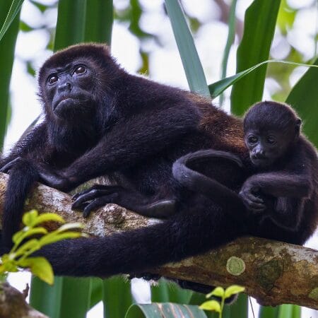 howler monkey