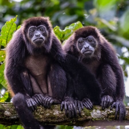howler monkeys