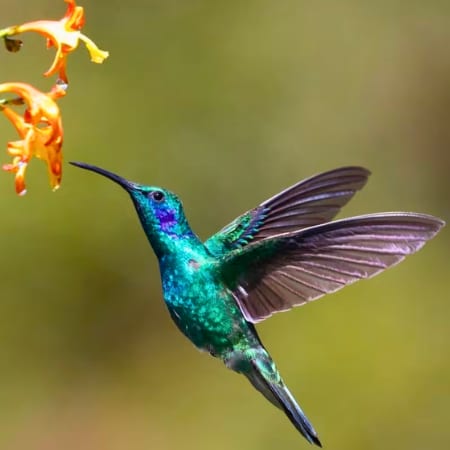 hummingbird