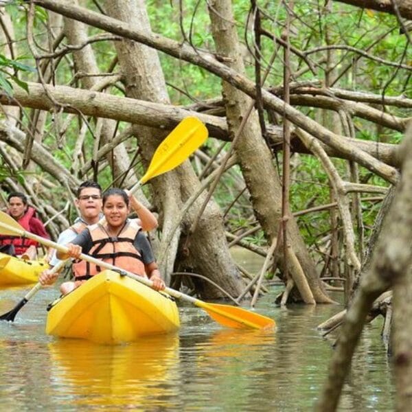 mangroves damas island