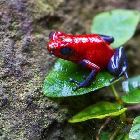 poison dart frog
