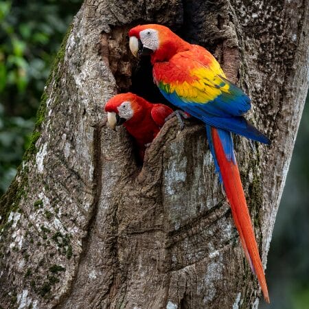 scarlet macaws
