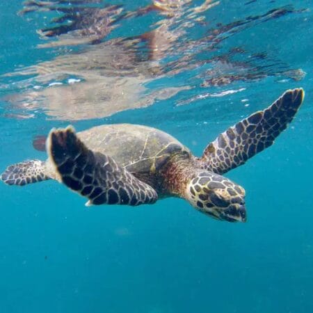 sea turtle