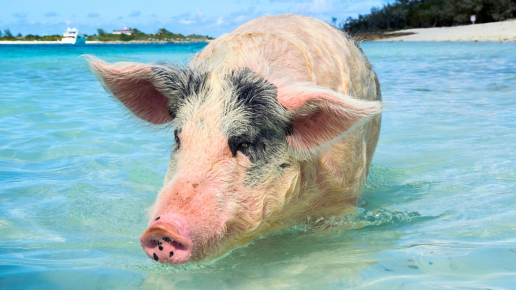 Swimming Pigs