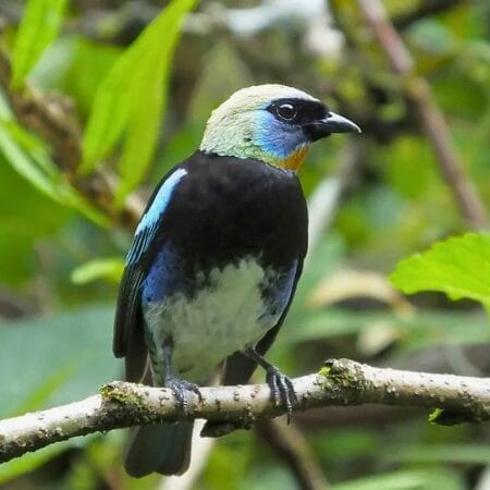tanager