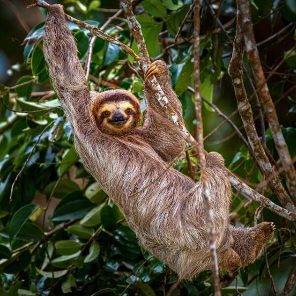 three toed sloth
