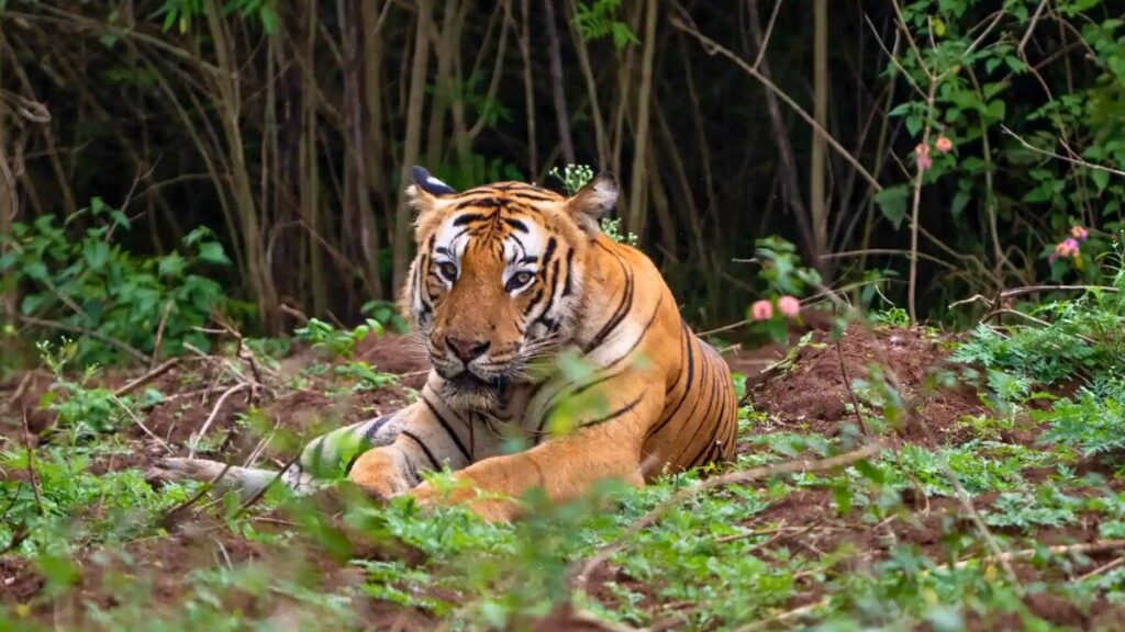 Bandipur National Park, Nilgiri Biosphere Reserve