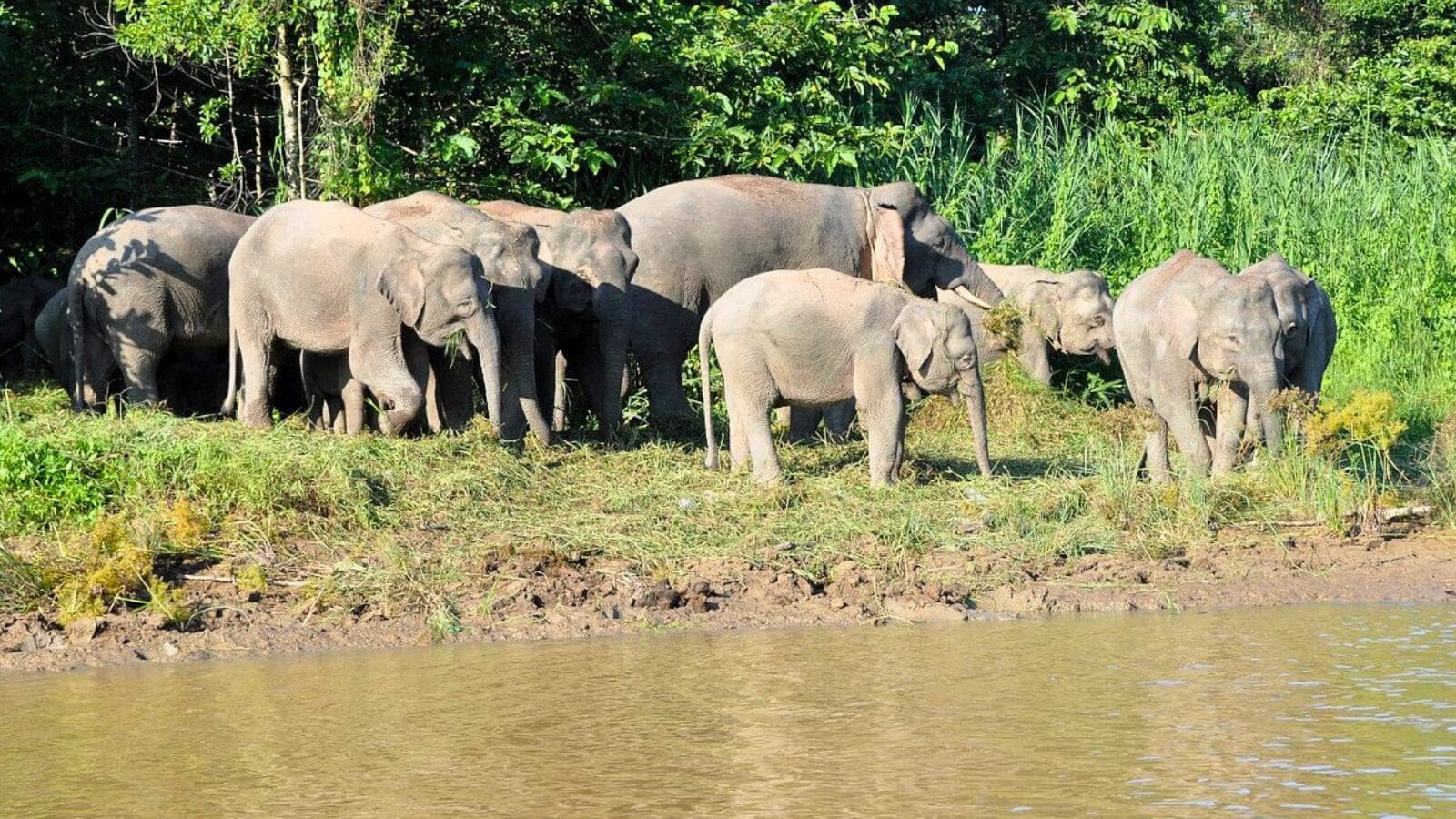 Kinabatangan Rivers Pygmy Elephants - Malaysian Destinations