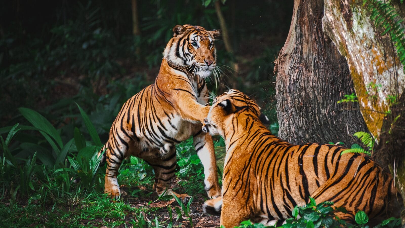 Periyar Tiger Reserve, Kerala