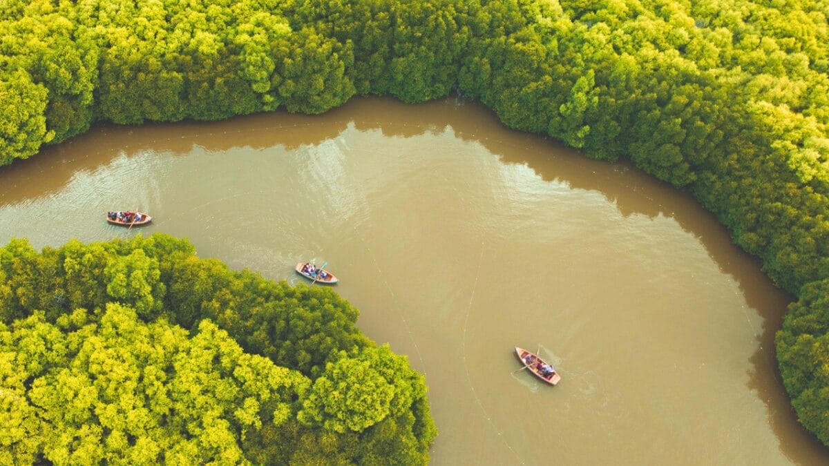 Pichavaram Mangrove Forest - Places To Visit In Tamil Nadu