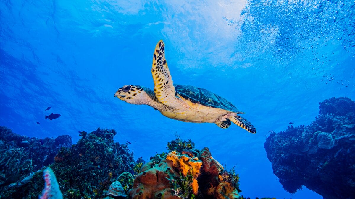 Scuba diving Turtle Bay Perhentian Island Itinerary