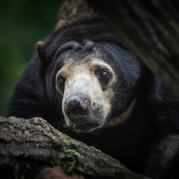Sunbear Malaysian Destinations