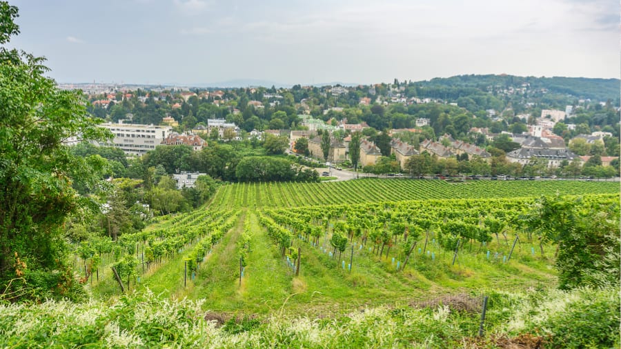 Viennese culture demands visiting a Heuriger
