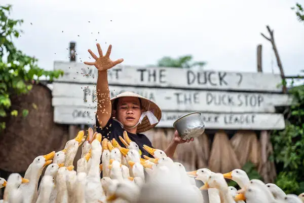 A man feeding ducks at the Duck Stop in Phong Nha, Vietnam.