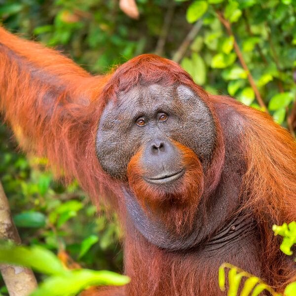 orangutan