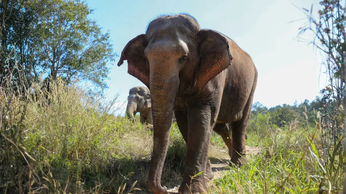 Asian Elephants, Chiang Mai Ethical Elephant Sanctuary