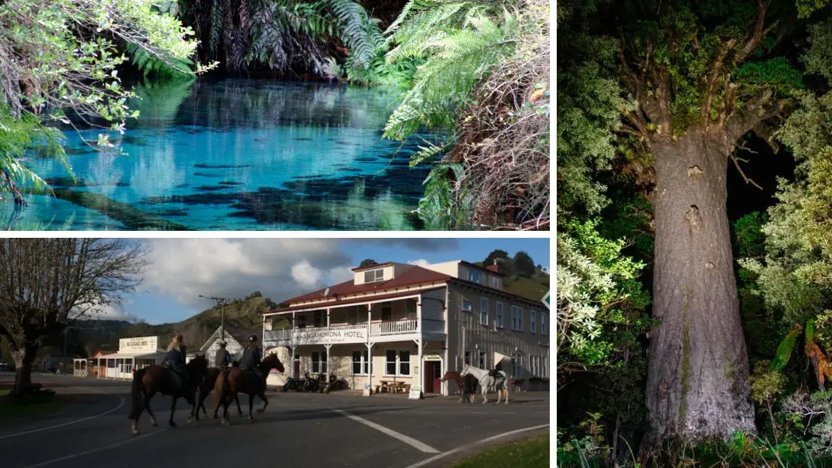Blue Springs (TL), Waipoua Forest (R), Whangamomona (BL)