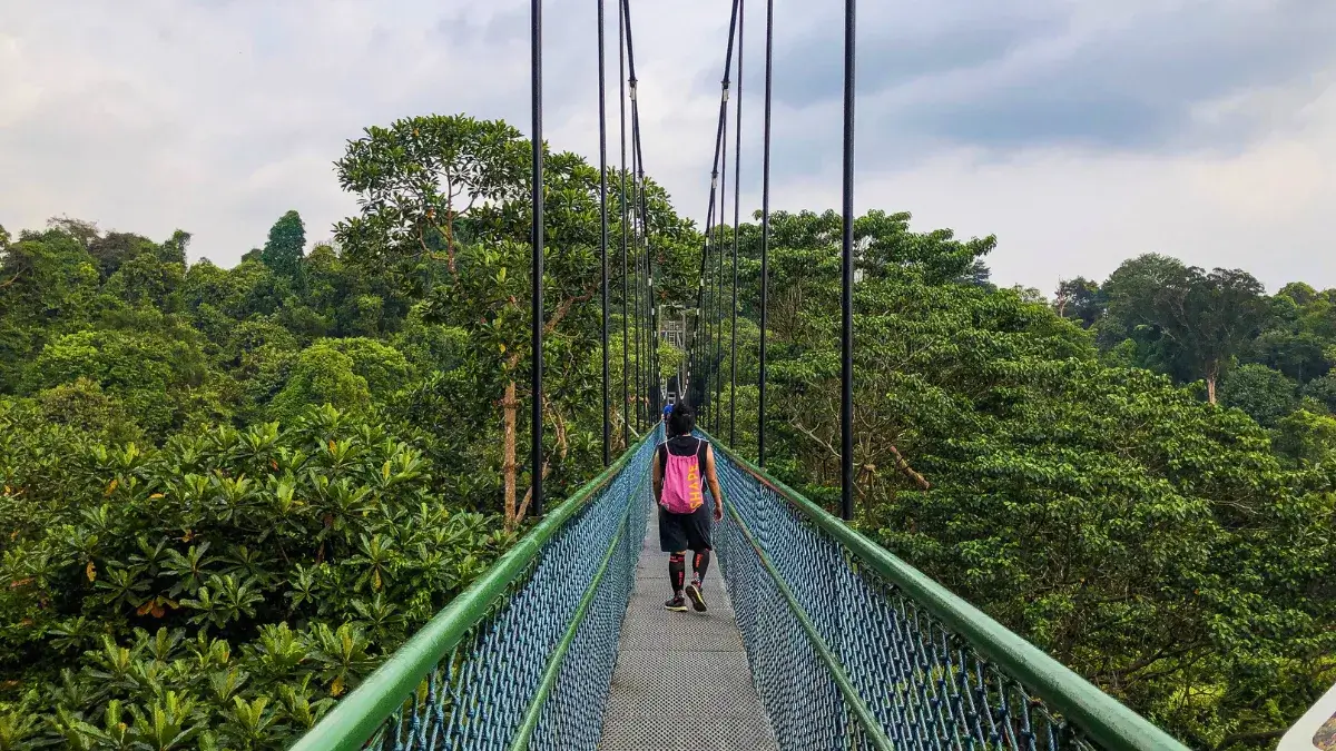 MacRitchie TreeTop Walk suspension bridge elevated in forest canopy above reservoir