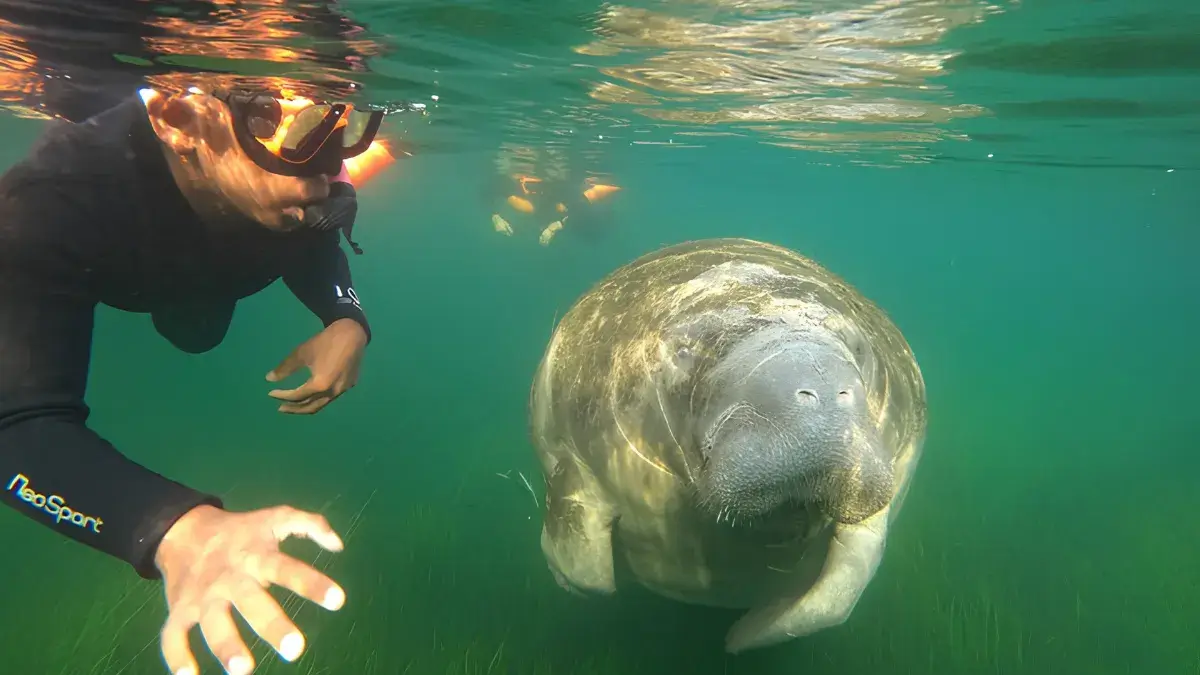 Manatee snorkeling in Crystal River