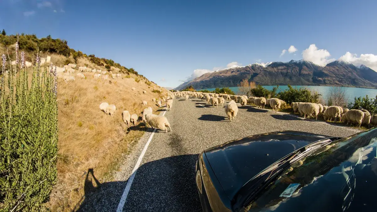 Sheep blocking a road beside a lake with mountains in the background