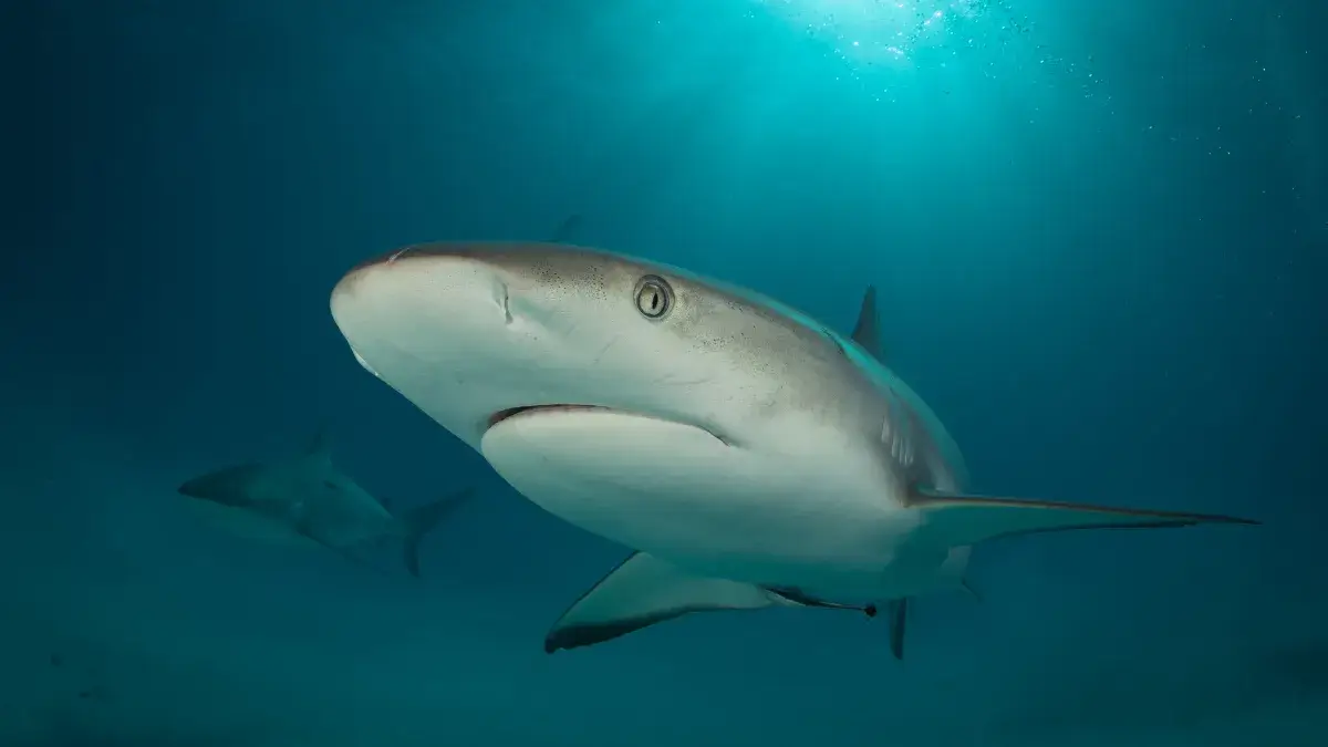 Swimming with reef sharks (not in my lifetime - but very popular)