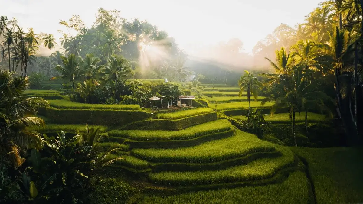 Tegallalang Rice Fields Terraces in Ubud, Bali, Indonesia
