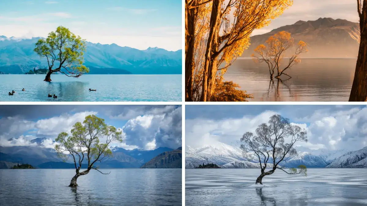 The Four Seasons, Lonely Tree, Lake Tekapo