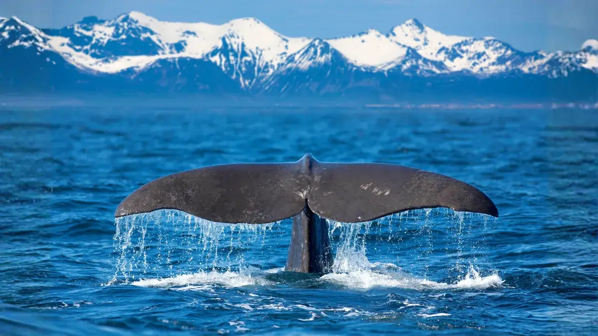 Whale watching off Kaikoura