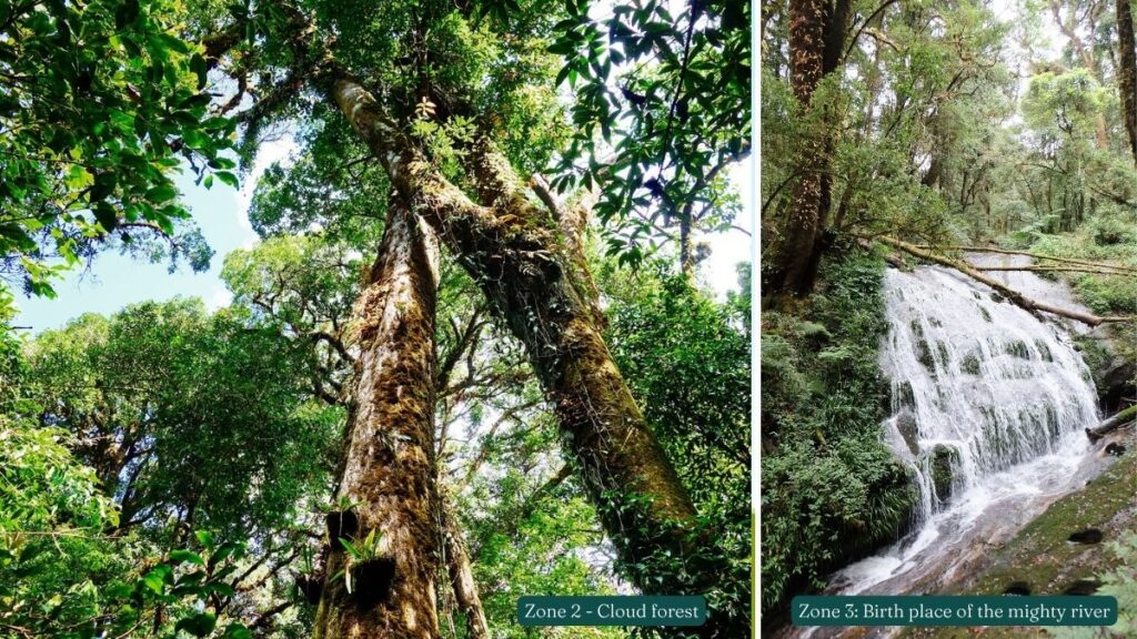cloud forest and river