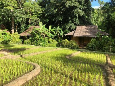 Fern Resort