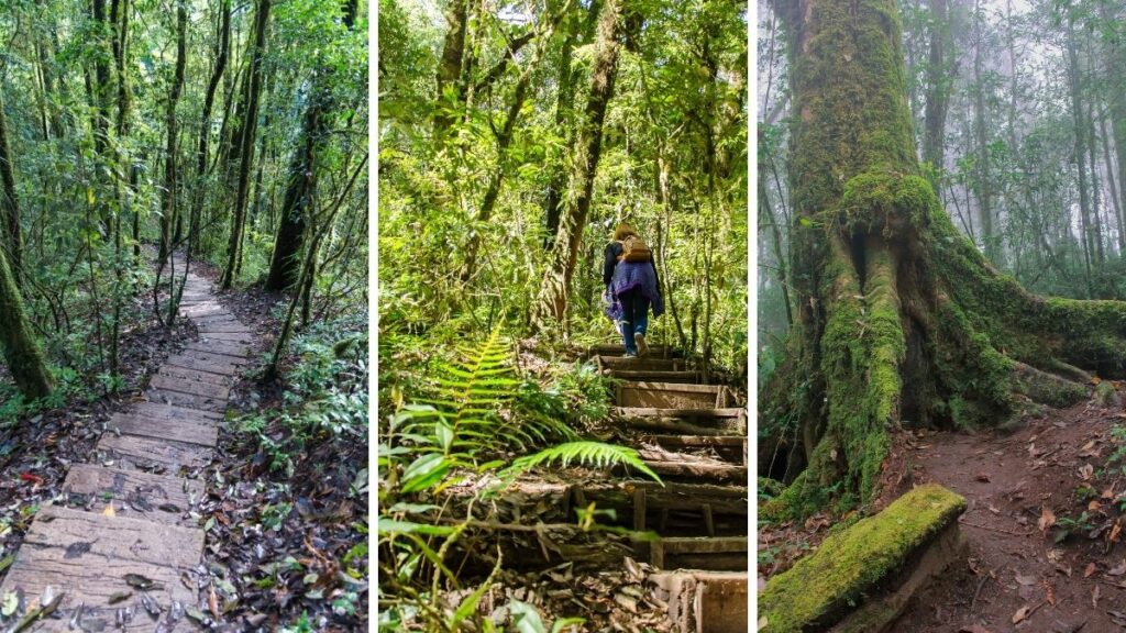 Three views of lush forest hiking trails, including boardwalks, stairs, and a moss-covered tree