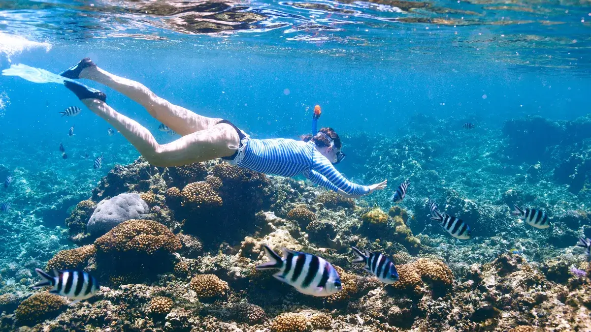 snorkeling off Koh Phi Phi Island