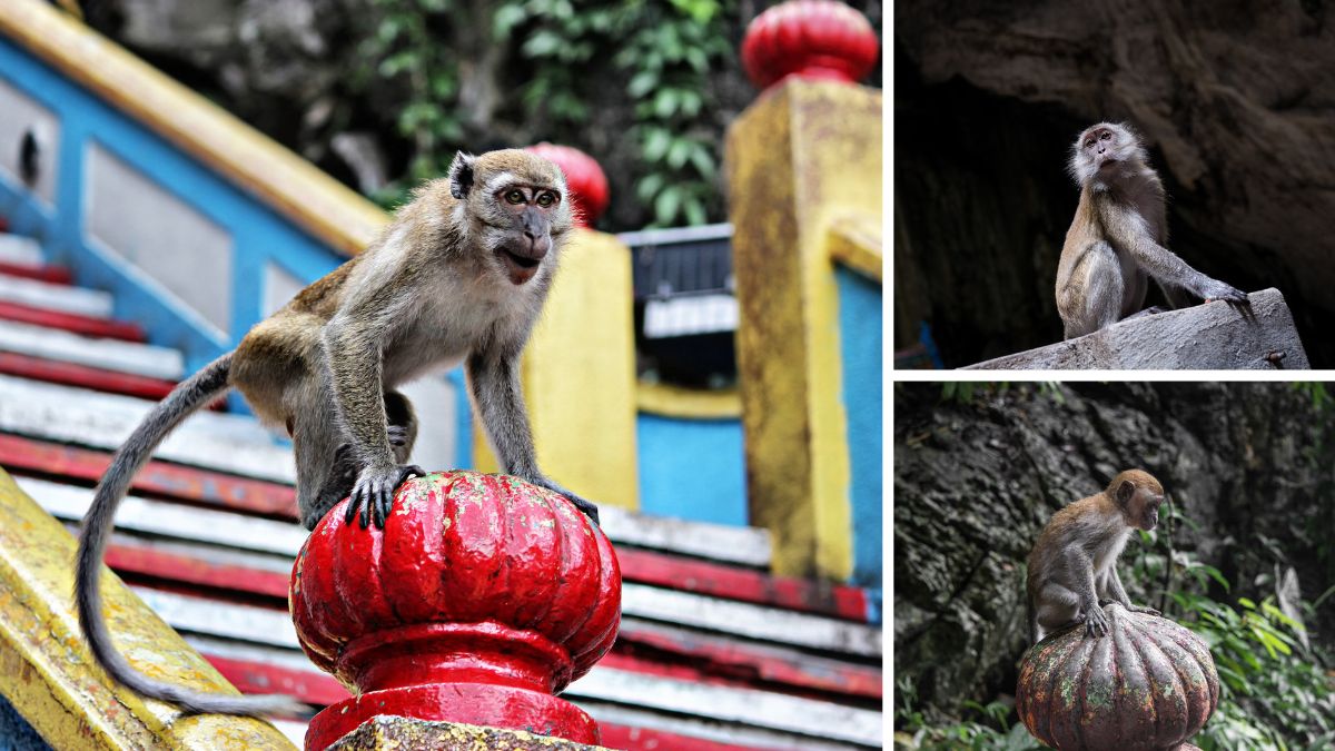 The macaques of Batu Caves, Malaysia