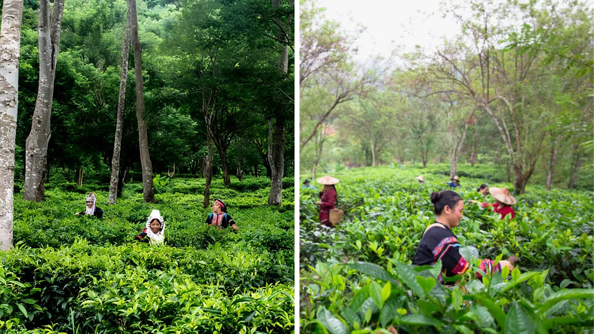 Araksa Tea Garden
