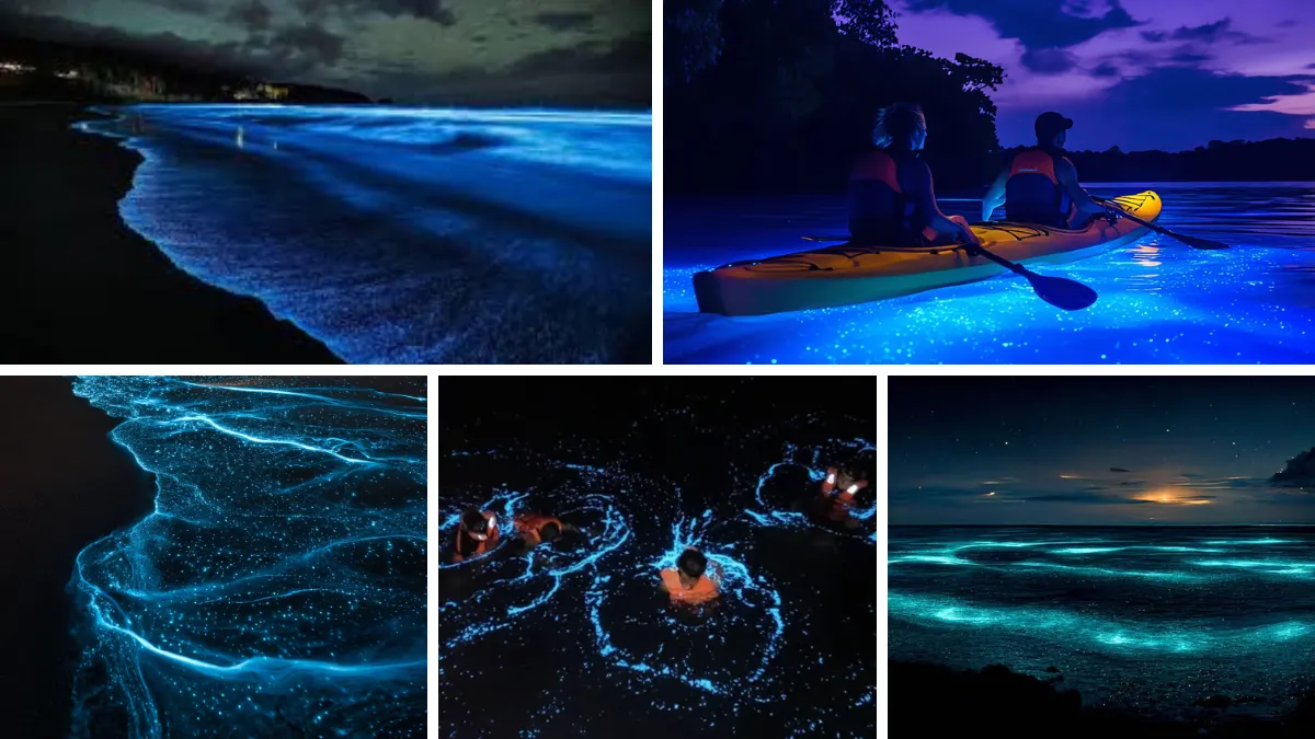Bioluminescent Plankton at Night Krabi Thailand