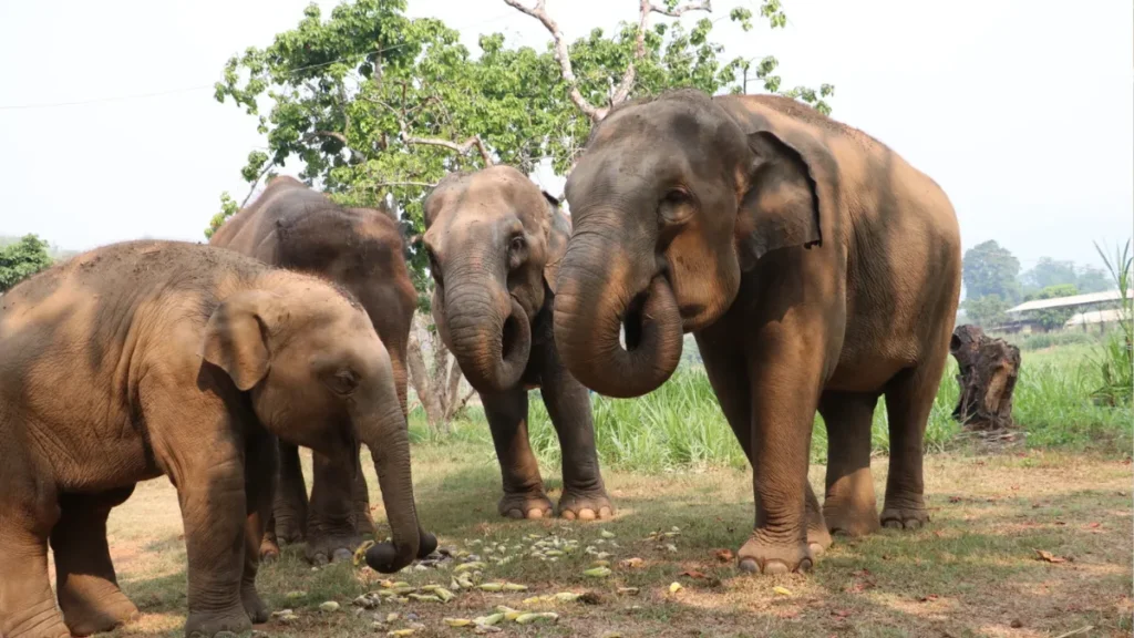 Chiang Mai Elephant Care (Mae Taeng)